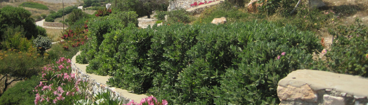 Garden maintenance on Paros and Antiparos Garden maintenance on Paros and Antiparos